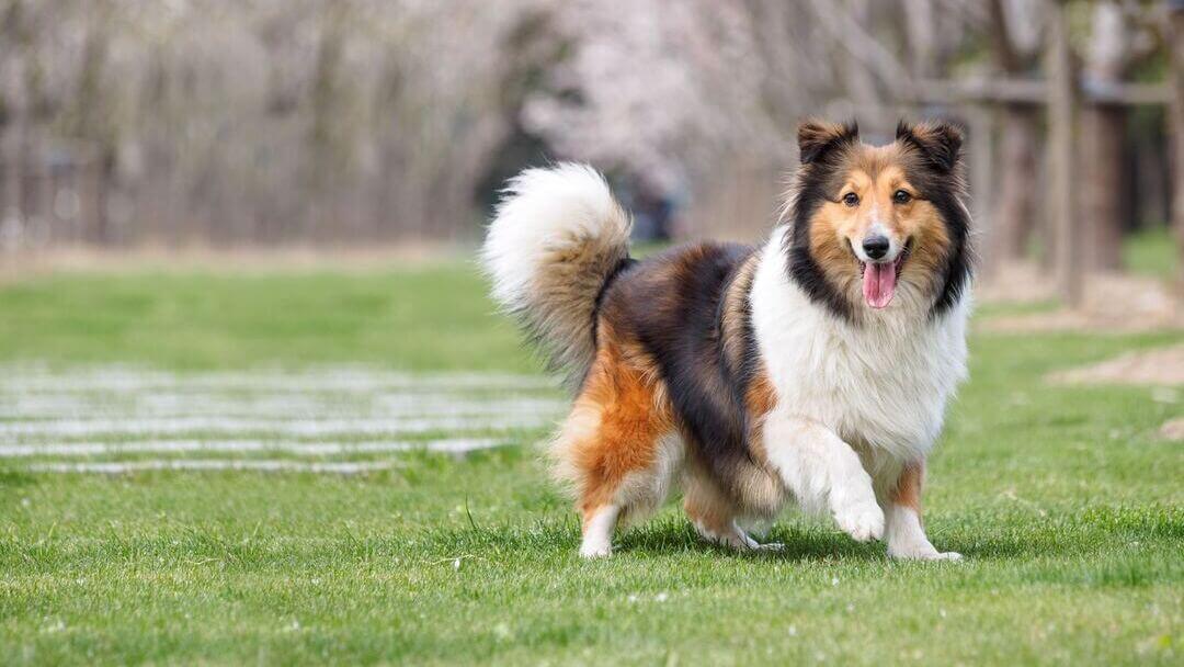 Famous shelties store